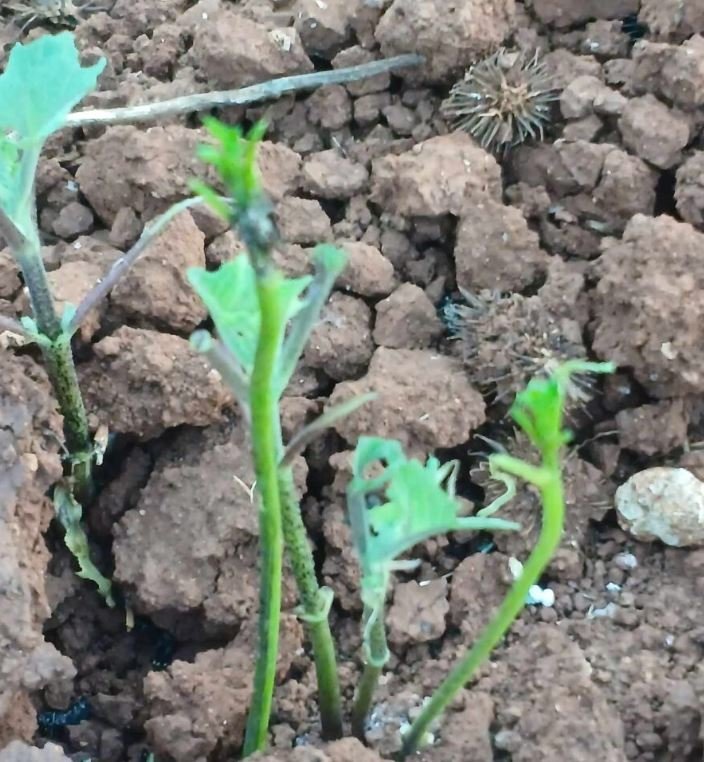 Kαλονέρι Βοΐου: Επιδρομή από ακρίδες – Αφάνισαν καλλιέργειες