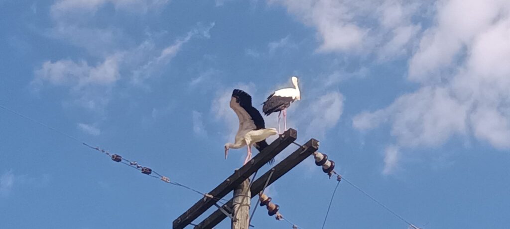 Καστοριά: Η επανένωση μιας οικογένειας πελαργών μετά από πυρκαγιά στην φωλιά τους