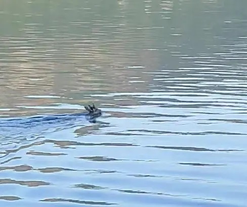 Καστοριά: Ζαρκάδι κολυμπάει στη λίμνη