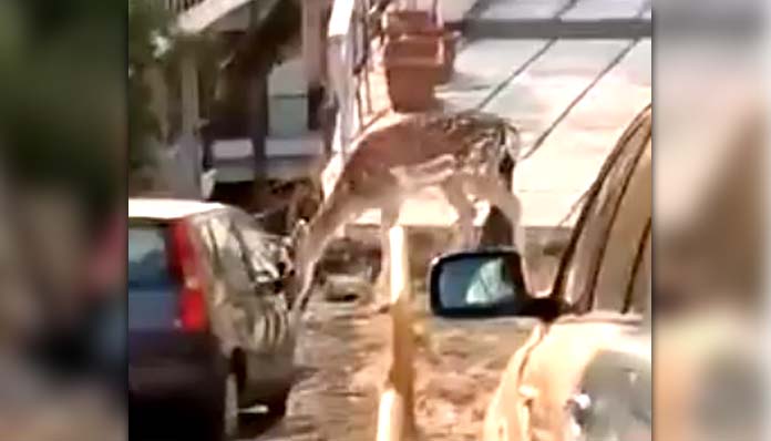 Zαρκάδι στο κέντρο της Καστοριάς – [video]