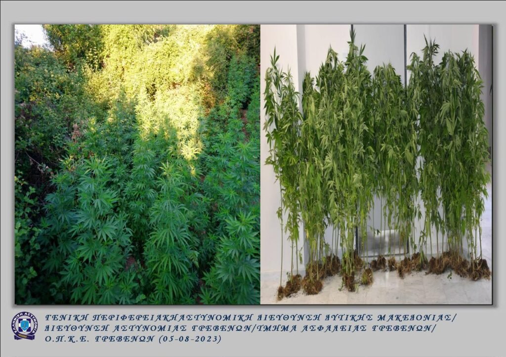 Γρεβενά: Σύλληψη 67χρονου για καλλιέργεια κάνναβης