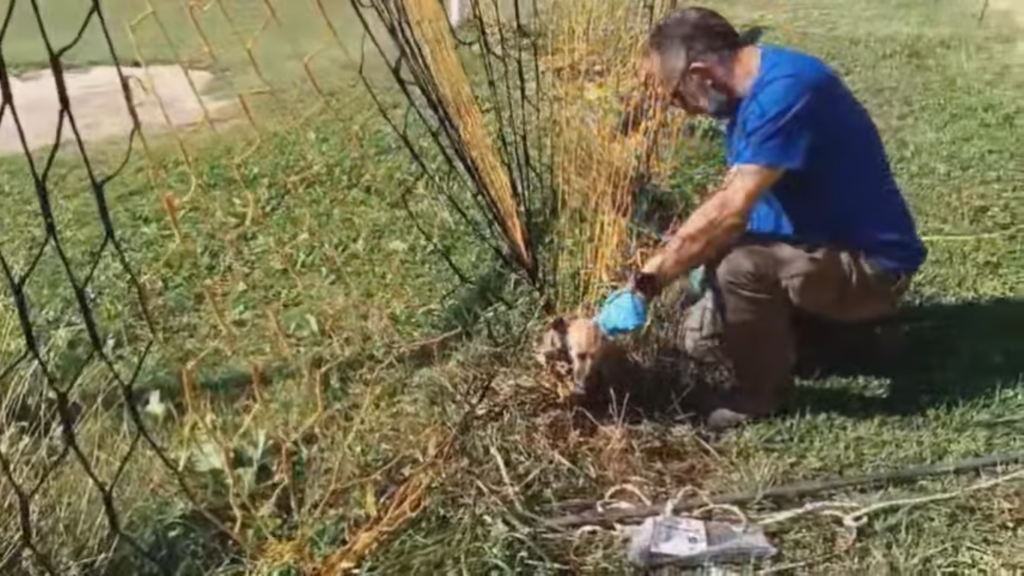 Αλεπουδάκι μπλέχτηκε σε δίχτυα γηπέδου ποδοσφαίρου – Βίντεο από τον απεγκλωβισμό του