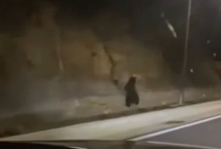 Καστοριά: Αρκούδα κάνει βόλτα στην οδό Ορεστείων