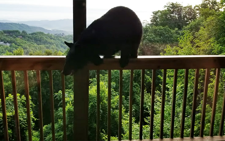 Αρκούδα ανέβηκε στο μπαλκόνι μονοκατοικίας