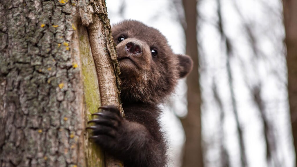Φλώρινα: Πυροβόλησαν και σκότωσαν αρκουδάκι λίγων μηνών