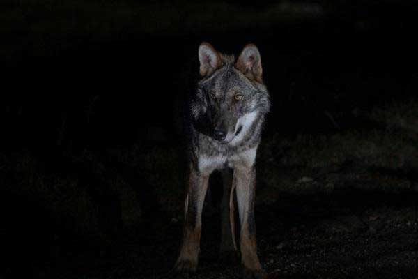Μεγάλη προσοχή στην Χλόη. Κυκλοφορεί λύκος