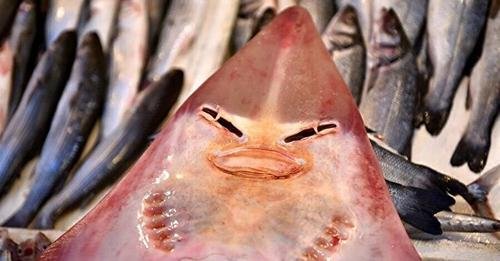 Τουρκία: Έπιασαν ψάρι με «ανθρώπινο πρόσωπο» – Γιατί το έριξαν πάλι στην θάλασσα