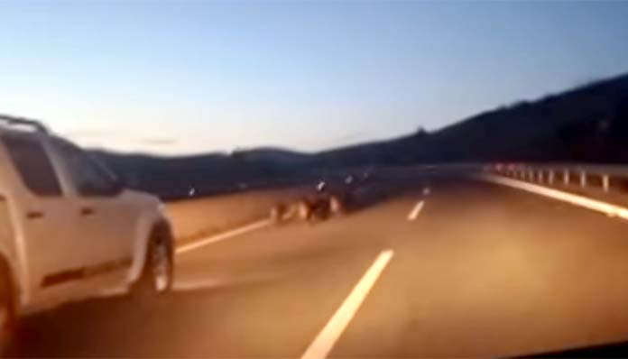 Πτολεμαΐδα: Πήγαινε στη δουλειά και βρέθηκε μπροστά σε αγέλη αγριογούρουνων σε δρόμο ταχείας κυκλοφορίας