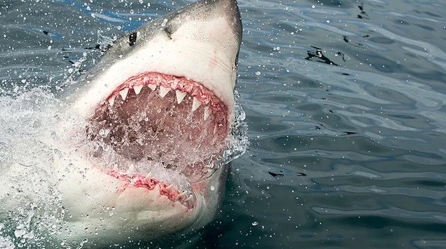 Μητέρα ηρωίδα σκοτώθηκε για να σώσει την 5χρονη κόρη της από καρχαρία