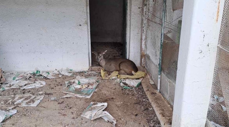 Γρεβενά: Ασυνείδητοι λαθροθήρες πυροβόλησαν και τραυμάτισαν ζαρκάδι, υπεβλήθη σε ευθανασία