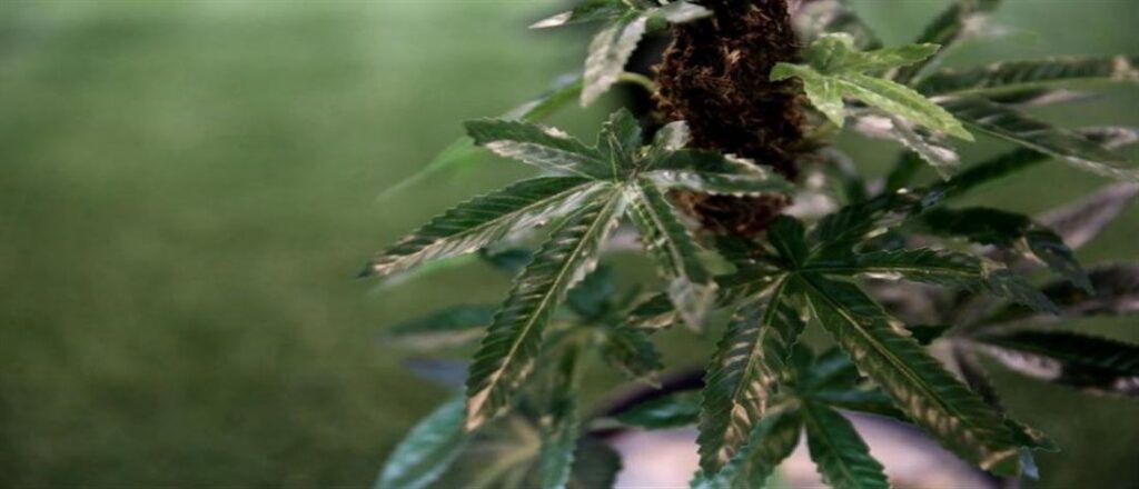 Φαρμακευτική κάνναβη: Άρχισε η συνταγογράφηση και η πώληση στα φαρμακεία