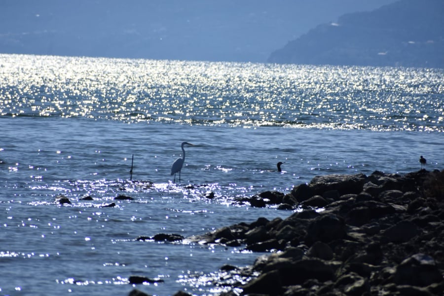 Η Ελλάδα έζησε τον πιο ζεστό χειμώνα στα χρονικά – Η Μεσόγειος «φλέγεται» από θαλάσσιους καύσωνες