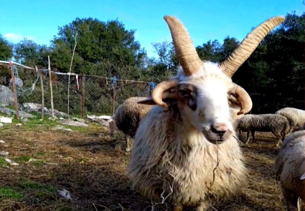 Σπάνιο είδος προβάτου με 4 κέρατα εκτρέφεται στην Ευρυτανία