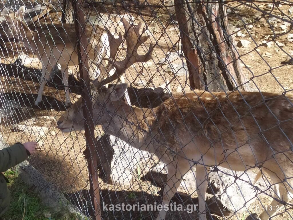 Τα ελάφια του Προφήτη Ηλία και ο  «αθέατος» ζωολογικός κήπος της Καστοριάς!