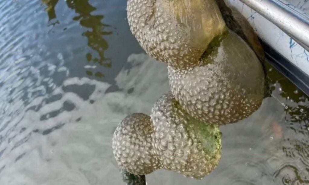 Οκλαχόμα: Βρέθηκαν «εξωγήινα αυγά» και αναμένεται να… πολλαπλασιαστούν