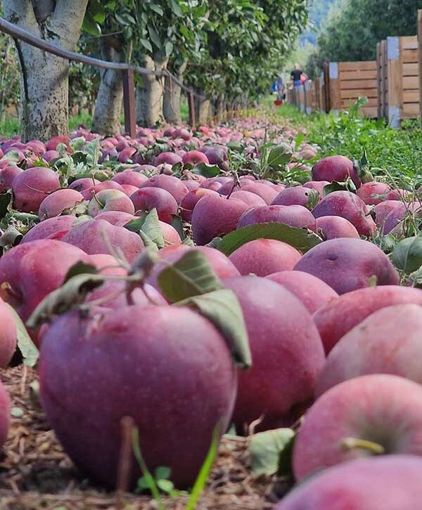Πρόσκληση σε συνέλευση όλων των μηλοπαραγωγών της Καστοριάς