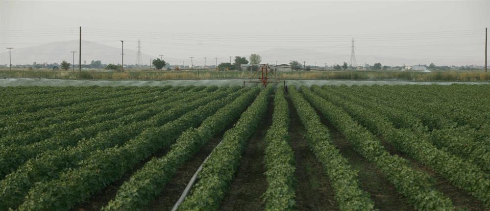 Αγροτική επιχειρηματικότητα: Πέντε νέες υπηρεσίες στο gov.gr
