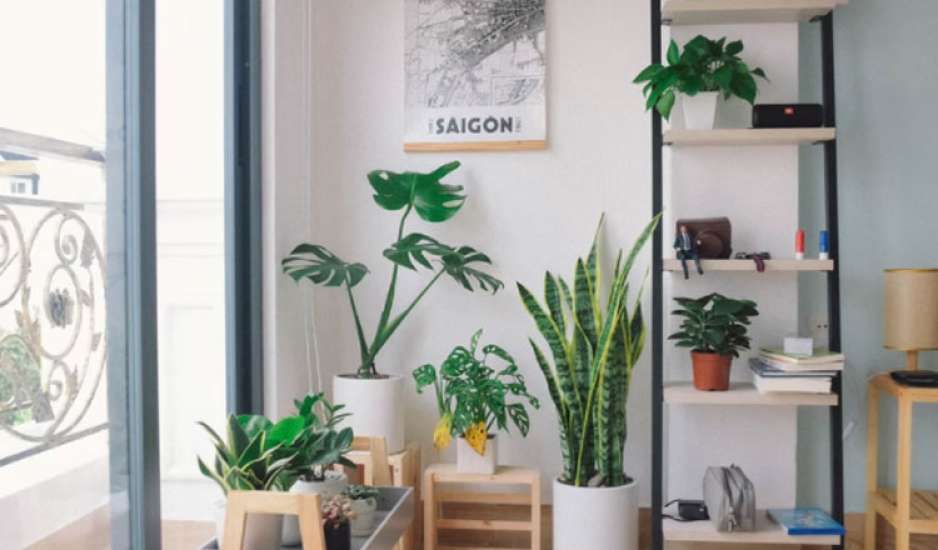 Εννιά φυτά εσωτερικού χώρου που διώχνουν την αρνητική ενέργεια από το σπίτι