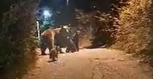 Αρκούδα με τρία αρκουδάκια – Νέο βίντεο από το Δισπηλιό