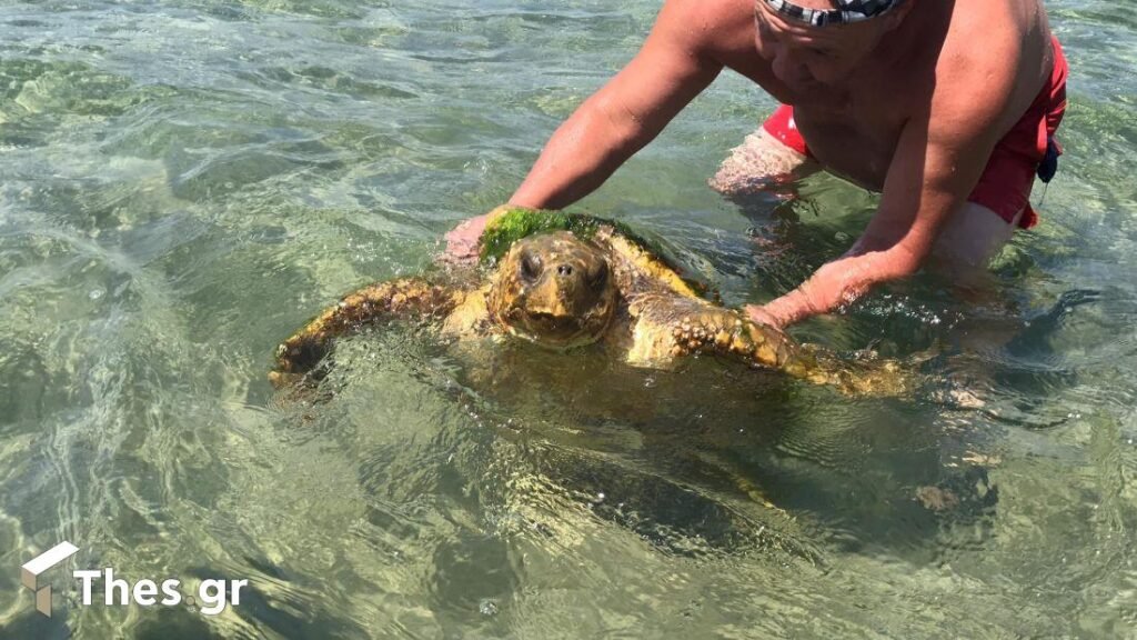 Τεράστια χελώνα κολυμπούσε δίπλα σε λουόμενους στον Σταυρό Θεσσαλονίκης (ΒΙΝΤΕΟ & ΦΩΤΟ)