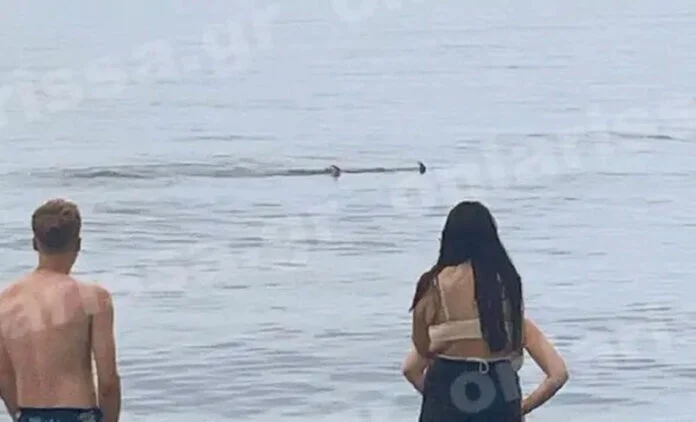 Λαχτάρησαν οι λουόμενοι στη Λάρισα: Καρχαριοειδές έκοβε βόλτες στη θάλασσα