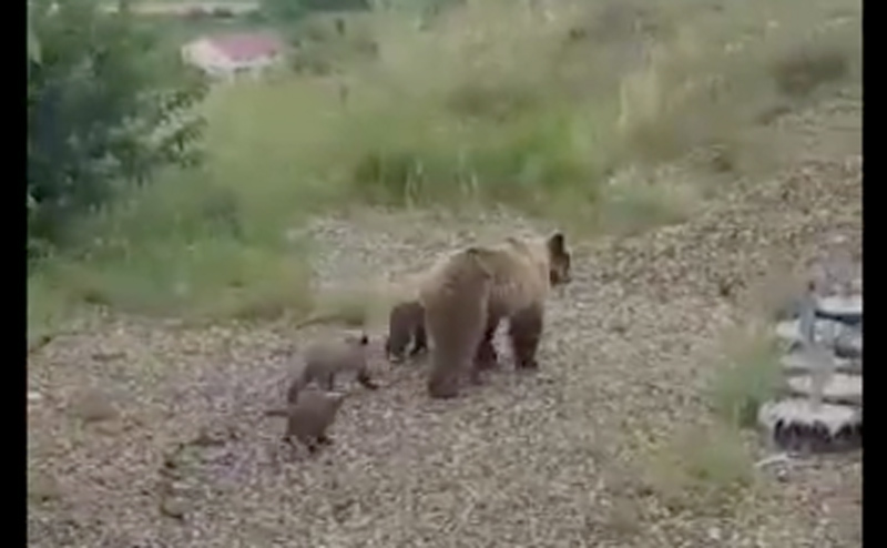 Aρκούδα με ΤΕΣΣΕΡΑ (4) αρκουδάκια στην Κορησό !!!