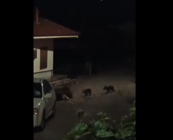 Έκτακτο: Οικογένεια αρκούδων πριν λίγο στο Δισπηλιό