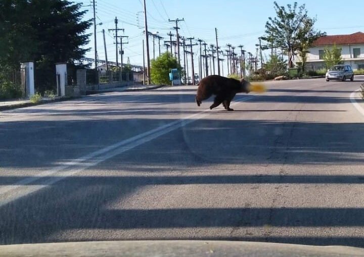 Καστοριά: Τροχαίο ατύχημα με την εμπλοκή αυτοκινήτου και αρκούδας στην έξοδο του Δισπηλιού