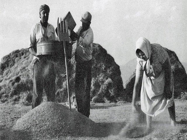 Ο θερισμός στη ροή του χρόνου: Από το δρεπάνι και το αλώνι μέχρι την «πατόζα» και την «κομπίνα»