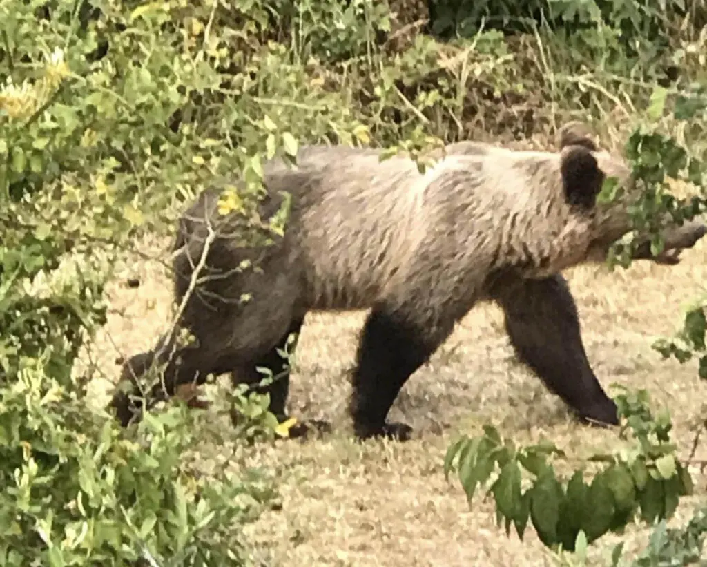 Καστοριά: Αρκούδες στην Όαση