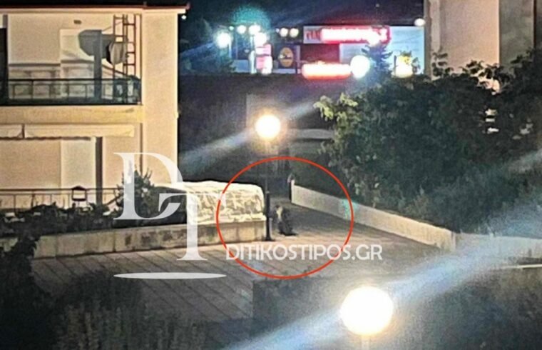 Αρκούδα στις εργατικές κατοικίες στο Άργος Ορεστικό (φωτογραφίες)