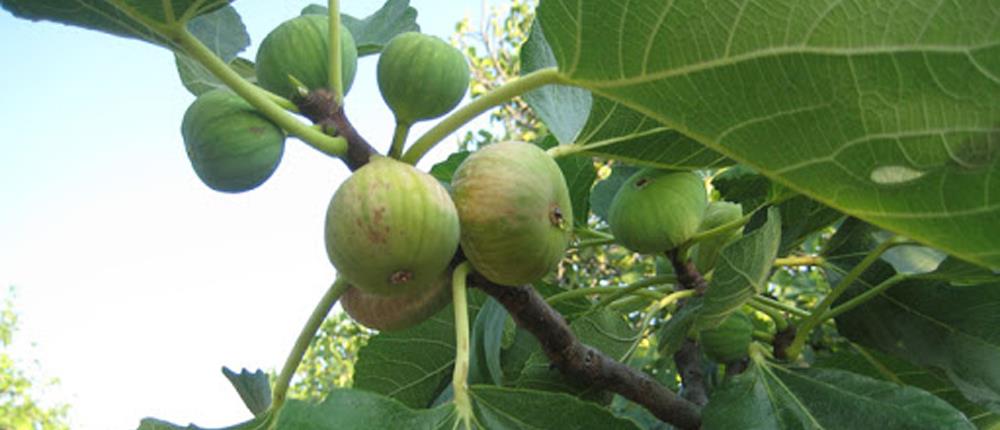 Πύργος: Έφαγε… 150 σύκα και κατέληξε στο νοσοκομείο