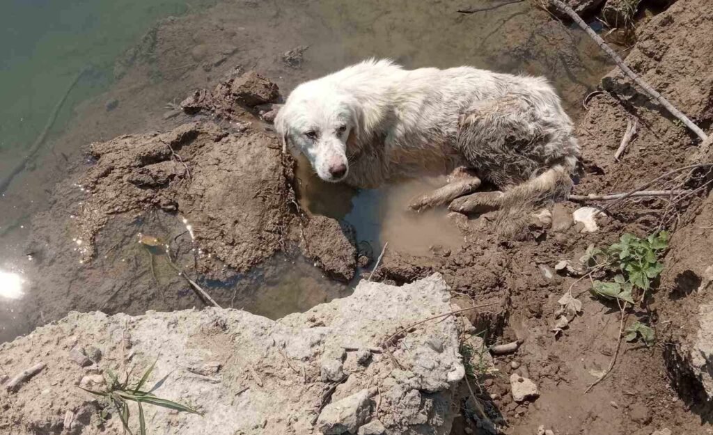 Άργος Ορεστικό: Πυροβόλησαν σκύλο και τον πέταξαν ζωντανό στο ποτάμι (φωτιγραφίες – βίντεο)