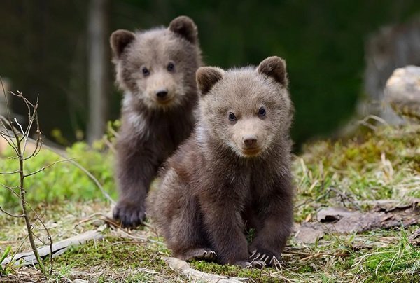 Δύο αρκουδάκια νεκρά σε τροχαίο