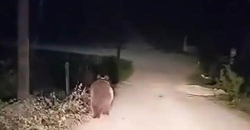 Αρκούδα μέσα στη Μηλίτσα! (βίντεο)