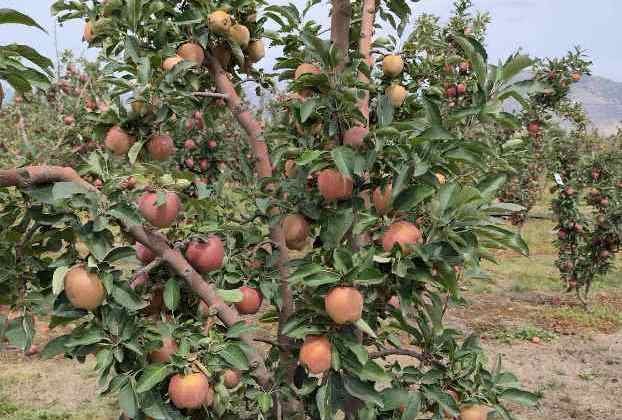 Επιστολή Δ. Σαββόπουλου για τα ηλιακά εγκαύματα στον καρπό των μήλων