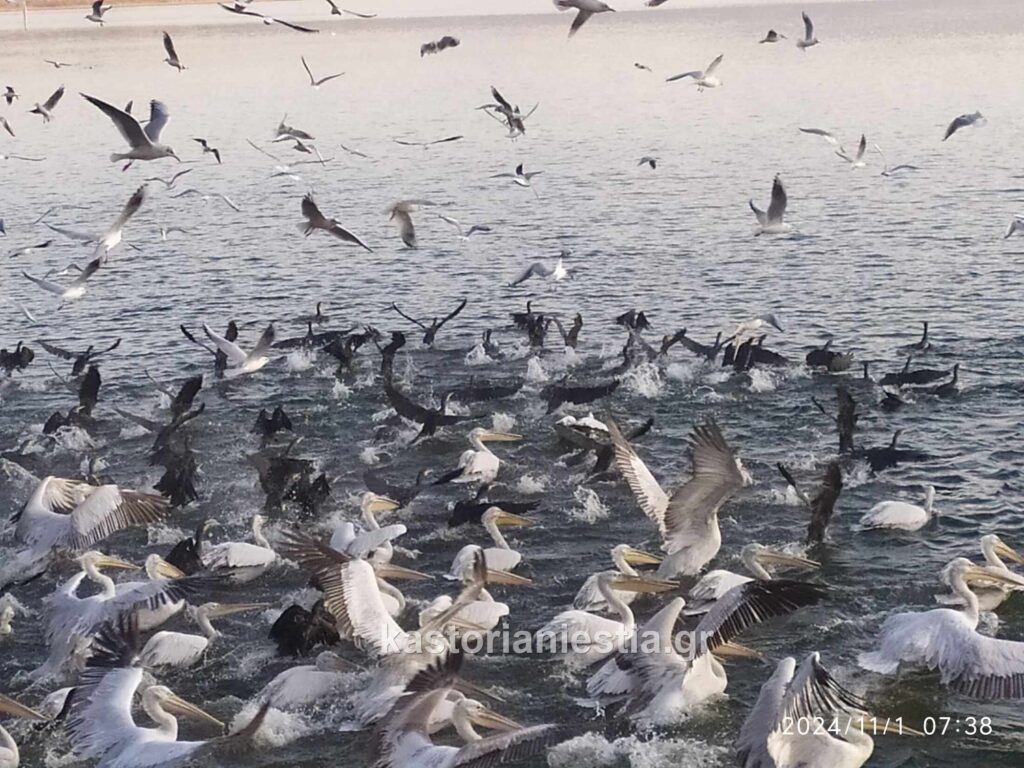 Η πρωινή σύναξη των πελεκάνων στην φθινοπωρινή λίμνη της Καστοριάς!