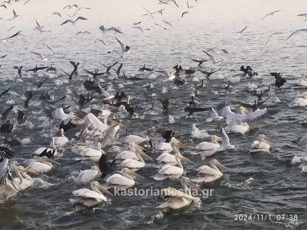 Καστοριά: Γιατί την επιλέγουν τα πουλιά από την βόρειο Ευρώπη για να ξεχειμωνιάσουν