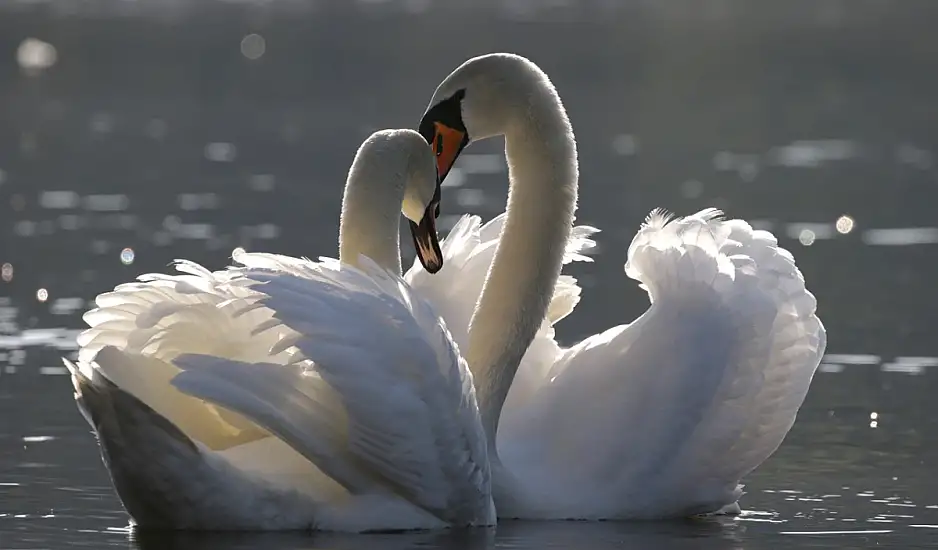 5 Ζώα που ζουν για την αγάπη – Ρομαντικές ιστορίες από το ζωικό βασίλειο
