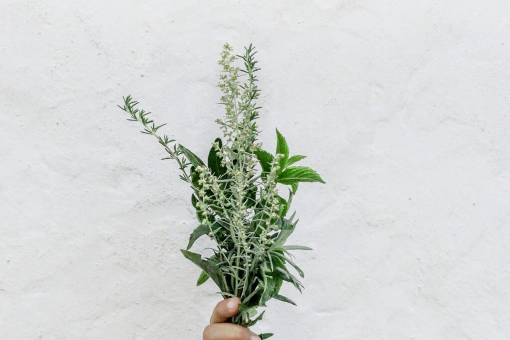 Το θαυματουργό φυτό που υπάρχει παντού στην Ελλάδα και σε κάνει … «αθάνατο»