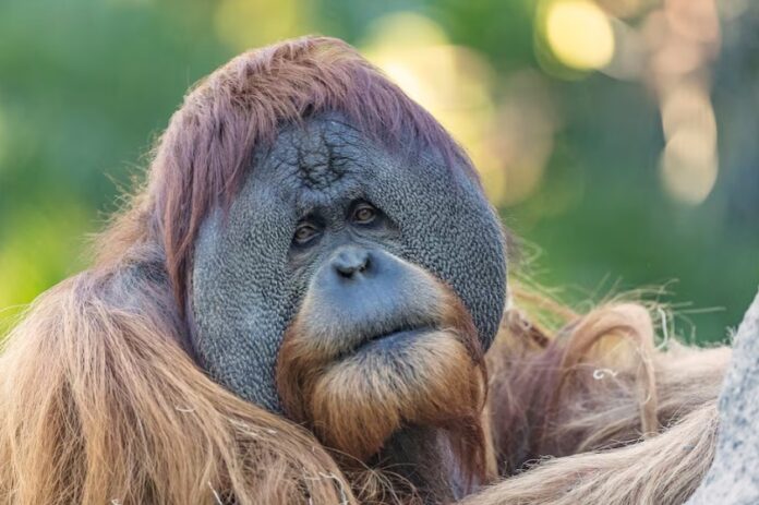 peiramata-zoa-ta-nea