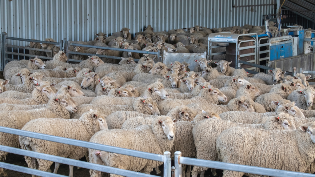 Η δημόσια υγεία δεν διατρέχει κίνδυνο από την ευλογιά των αιγοπροβάτων, διαβεβαιώνει καθηγητής του ΑΠΘ – Ανήσυχοι οι κτηνοτρόφοι