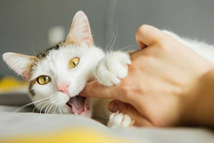 White,Cat,Bites,By,The,Hand,,Scratches
