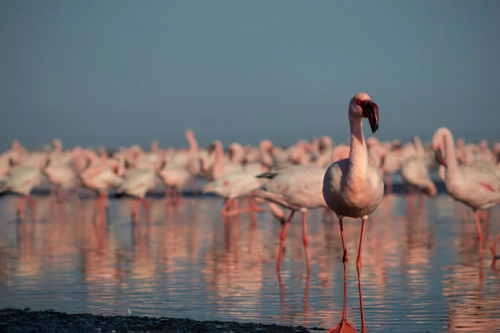 O σπάνιος επισκέπτης από την Αφρική που έφτασε στην λιμνοθάλασσα Καλοχωρίου