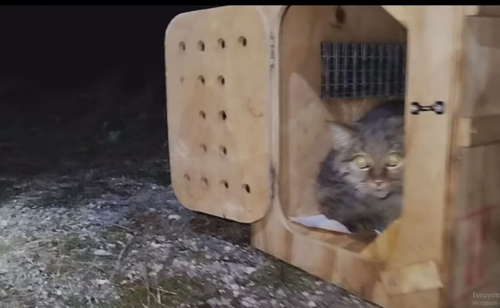 Καστοριά: Απελευθερώθηκε αγριόγατα μετά από μήνες νοσηλείας