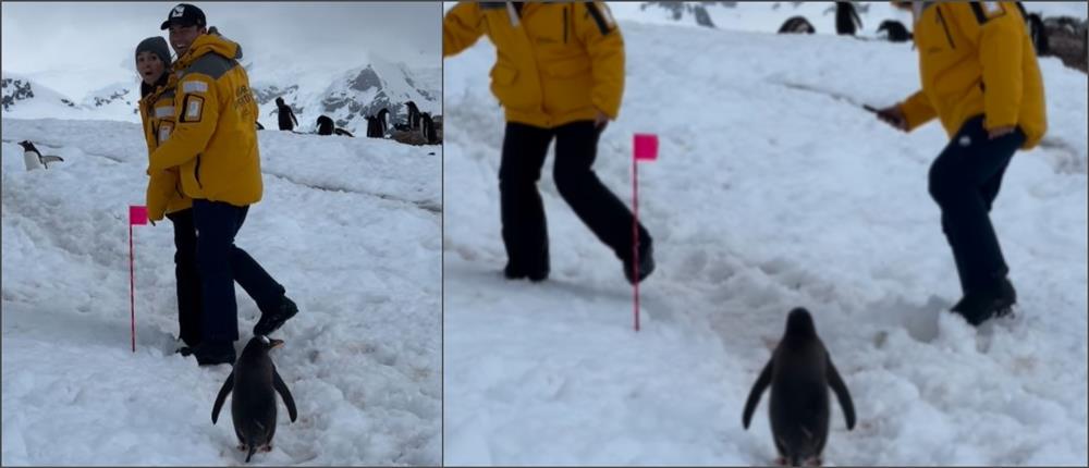 Ανταρκτική: “Ευγενικός” πιγκουίνος περιμένει ζευγάρι να του… “αδειάσει” τον δρόμο (βίντεο)