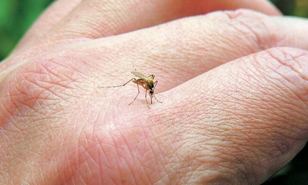 Συναγερμός στην Κρήτη: Εντοπίστηκε κρούσμα ελονοσίας