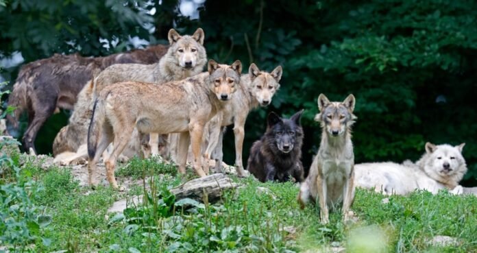 6c384f89b8f3d4318014ecc28a6e637c_L