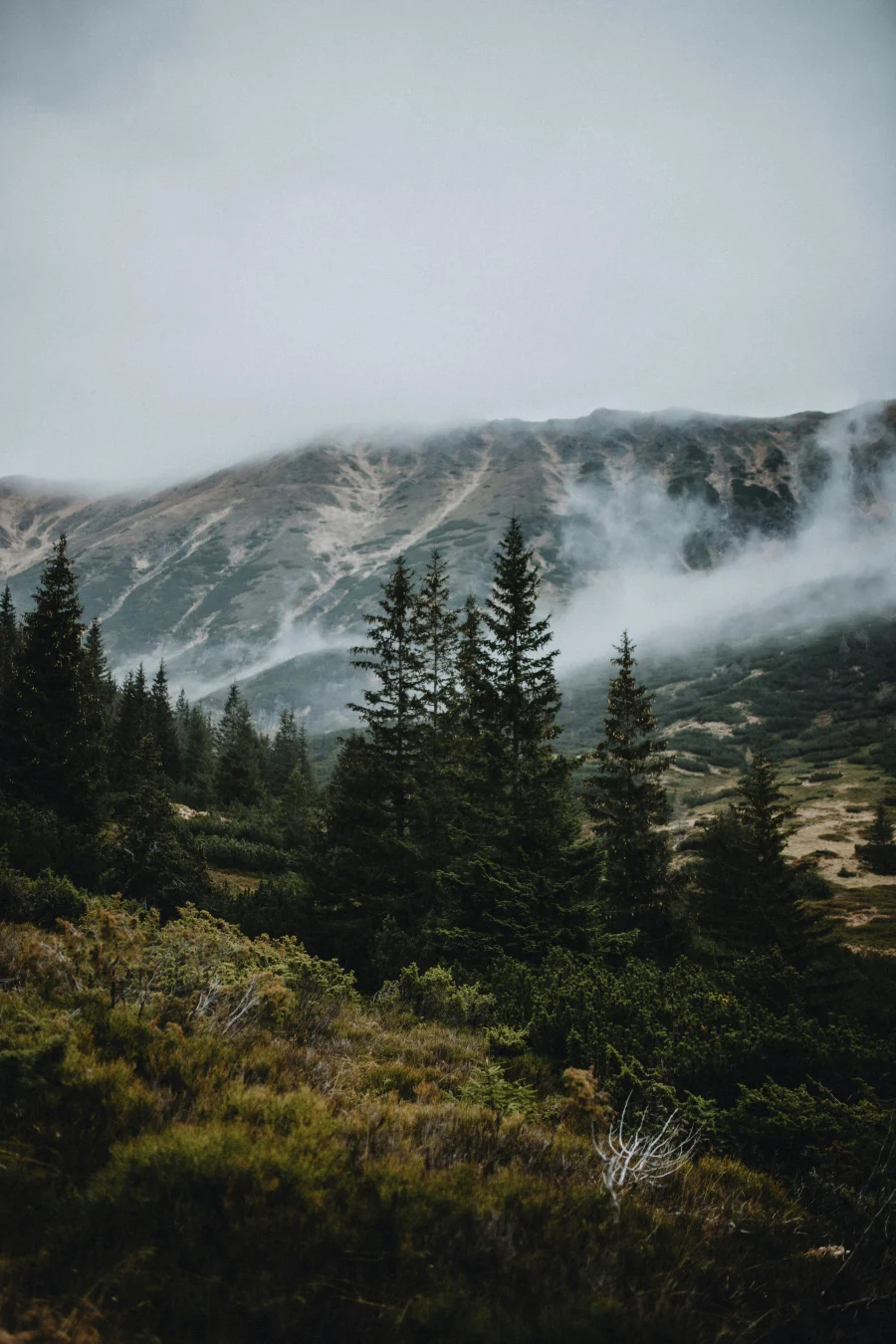 Δασοθεραπεία: Τα οφέλη της επαφής με τη φύση