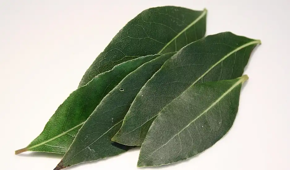 Πώς με λίγα φύλλα δάφνης θα αρωματίσεις αλλά και θα απολυμάνεις το σπίτι σου